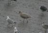 Glaucous Gull at Hole Haven Creek (Steve Arlow) (93654 bytes)
